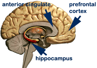 brain-intelligence