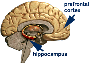 IQ prefrontal cortex and hippocampus